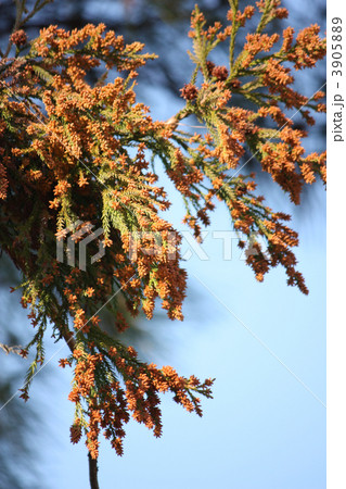 花粉　花粉症　スギ花粉 3905889