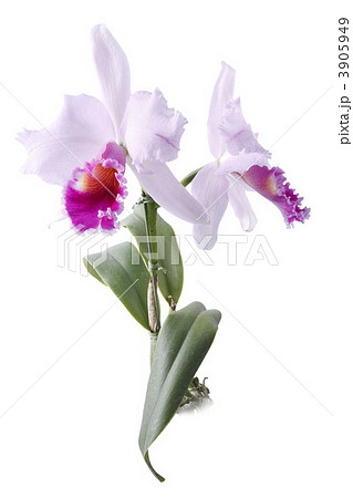 カトレア カトレア 3905949