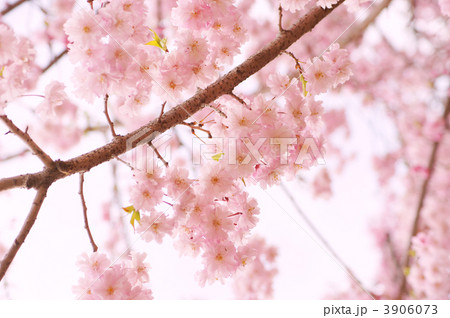 八重桜 八重桜 3906073