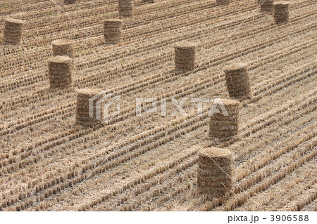 立ち並ぶ牧草ロール 3906588