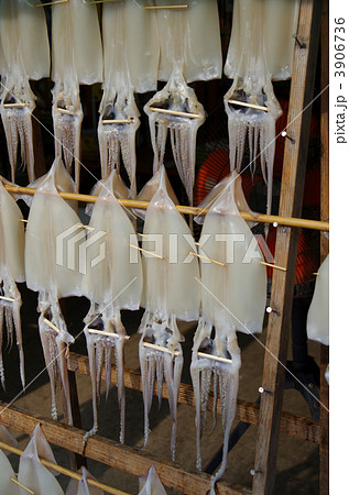 イカの天日干し 3906736