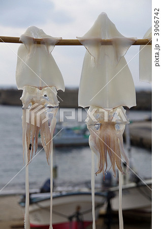 イカの天日干し 3906742