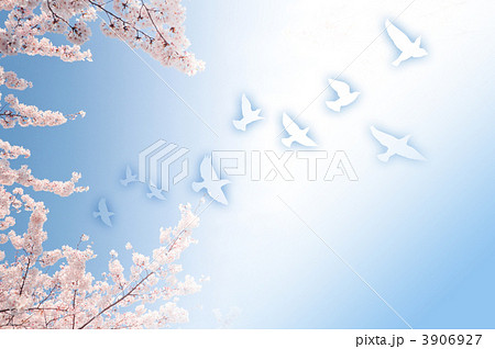 桜と鳩 3906927