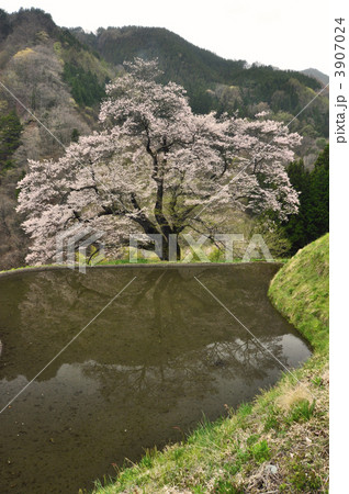駒つなぎの桜 3907024