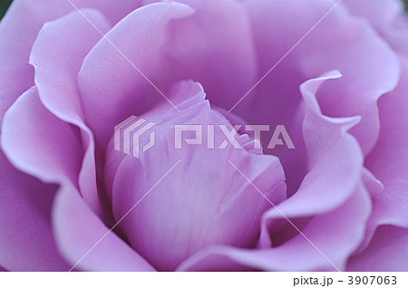 フジムスメ フジムスメ 3907063