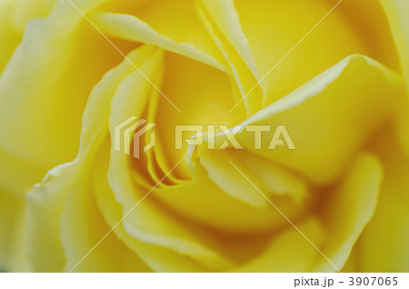 ジーナロロブリジータ ジーナロロブリジータ 3907065