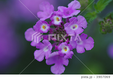 コバノランタナ 3907069