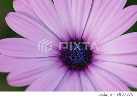 オステオスペルマム 3907070