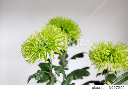 シャムロック 3907202