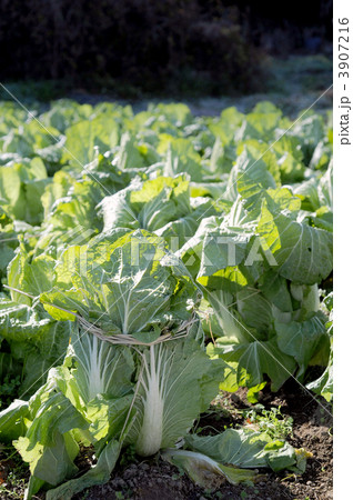 白菜の凍結防止 3907216