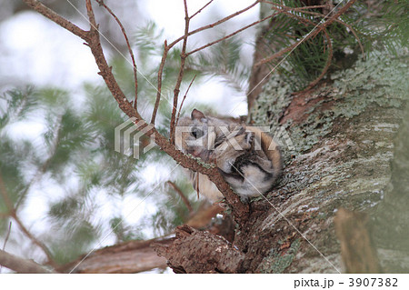 枝にとまるエゾモモンガ 3907382