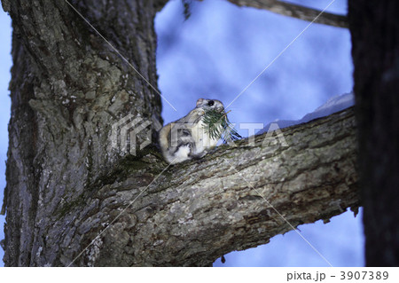 枝の上で松の葉を食べるエゾモモンガ 3907389