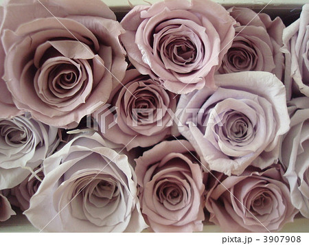藤色のバラ 藤色のバラ 3907908