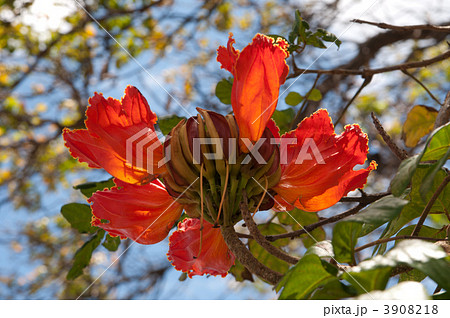 アフリカンチューリップの花 アフリカンチューリップの花 3908218