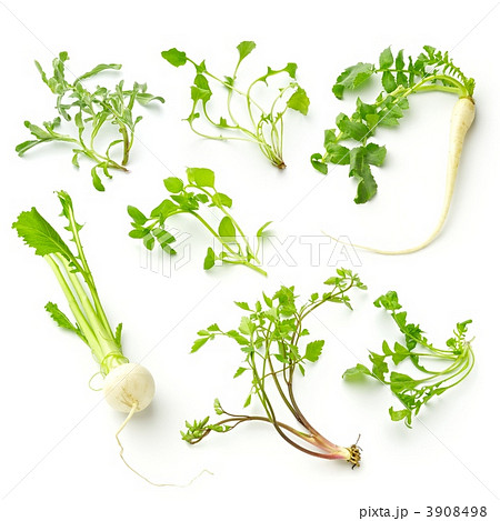 春の七種 春の七種 3908498