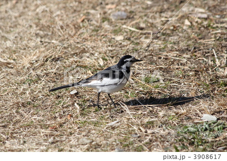 公園を散歩するハクセキレイ 3908617