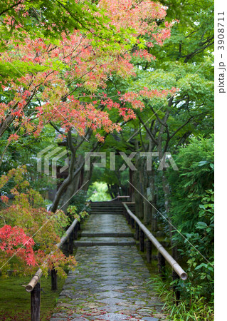 京都光悦寺 もみじの参道 京都光悦寺 もみじの参道 3908711