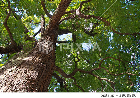 くすのきの大木 3908886