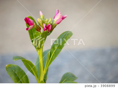 ストック ストック 3908899