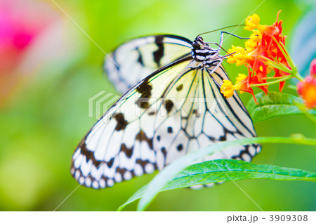 オオゴマダラ 3909308