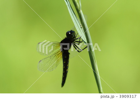 ハラビロトンボ♂ 3909317
