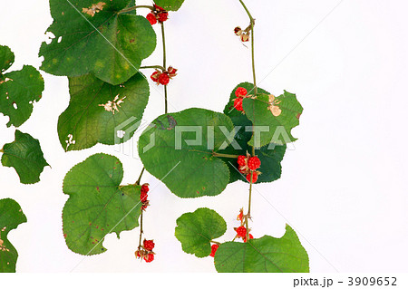 ワイングラスにヤマイチゴ ワイングラスにヤマイチゴ 3909652