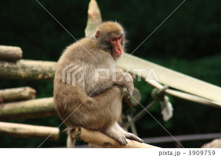 ニホンザル 3909759