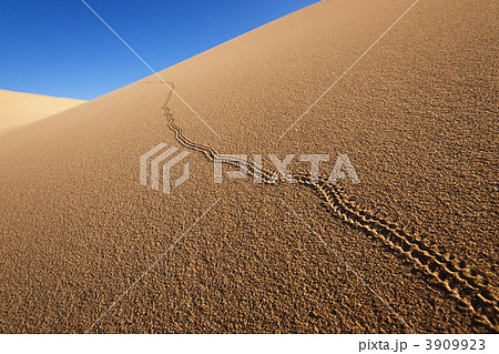 動物の足跡 3909923