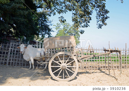 ミャンマーの牛のタクシー 3910236