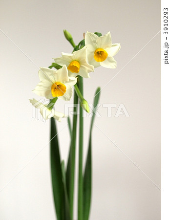 室内のスイセンの花、白背景に日本水仙の花、水仙の花の背景素材 室内のスイセンの花、白背景に日本水仙の花、水仙の花の背景素材 3910293