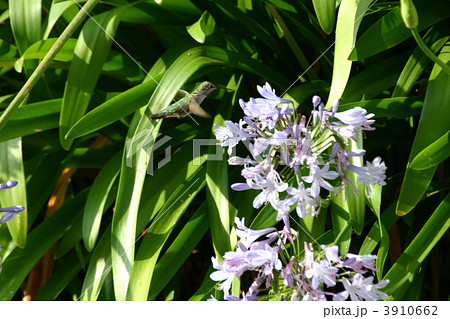 ハチドリ 3910662