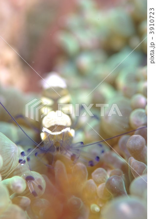 イソギンチャクエビ 3910723