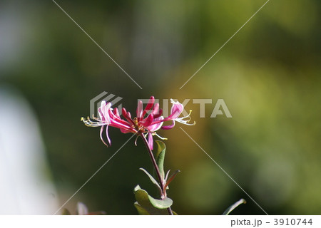 ツルヌキニンドウ  3910744