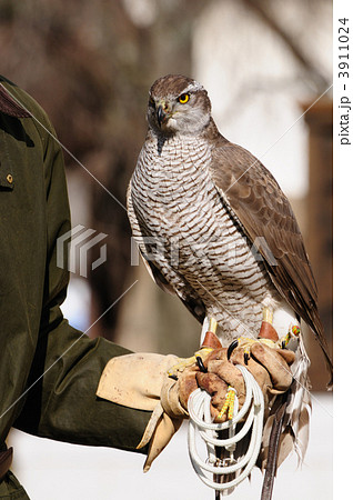 大鷹 大鷹 3911024
