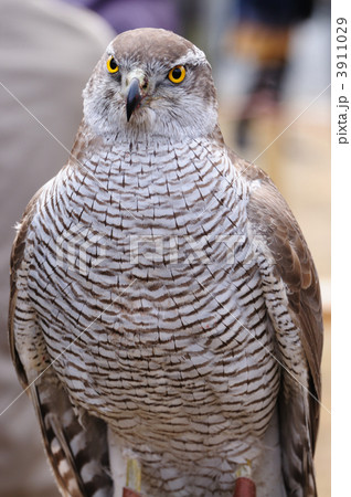 大鷹 3911029