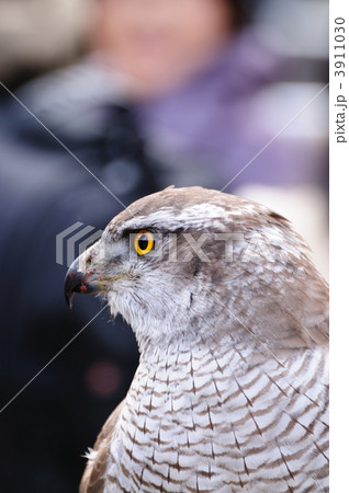 大鷹 3911030