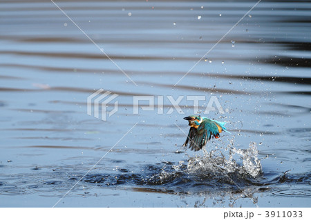 カワセミの水浴び カワセミの水浴び 3911033