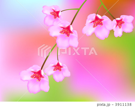 さくら 3911138