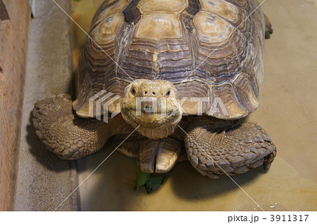 リクガメ 3911317