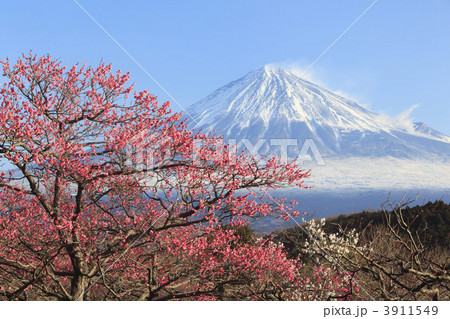 富士山と梅 富士山と梅 3911549