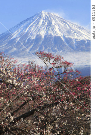 富士山と梅 3911563