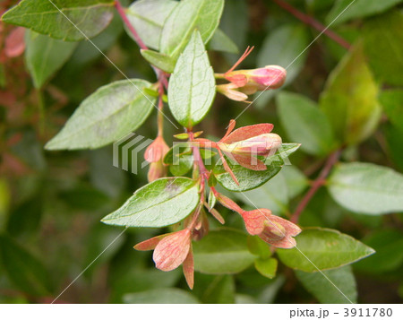 冬の街路樹アベリアの萼片ともう直ぐ白い花を咲かす蕾の写真素材