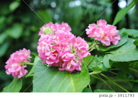 「熱帯のアジサイ」ドムベヤ‘セミノール’【京都府立植物園】 3911793