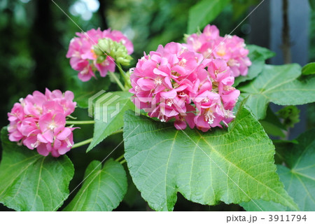 「熱帯のアジサイ」ドムベヤ‘セミノール’【京都府立植物園】 3911794
