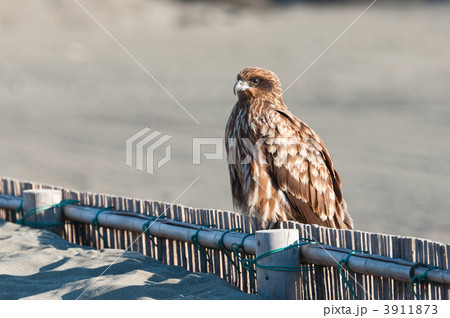 止まったトビ 3911873