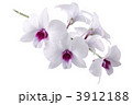 デンドロビューム 3912188