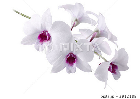 デンドロビューム デンドロビューム 3912188