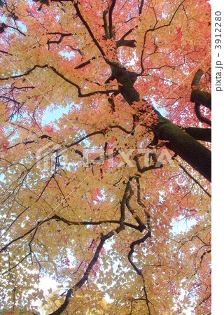 フウの木の紅葉 3912280