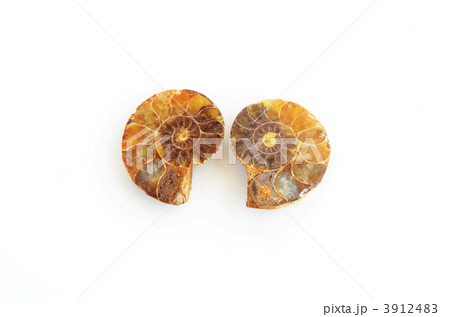 アンモナイト 3912483