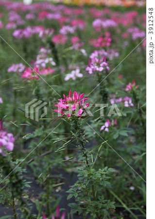 セイヨウフウチョウソウ 3912548